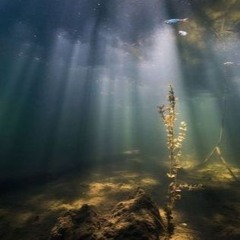 fossils of a brighter time