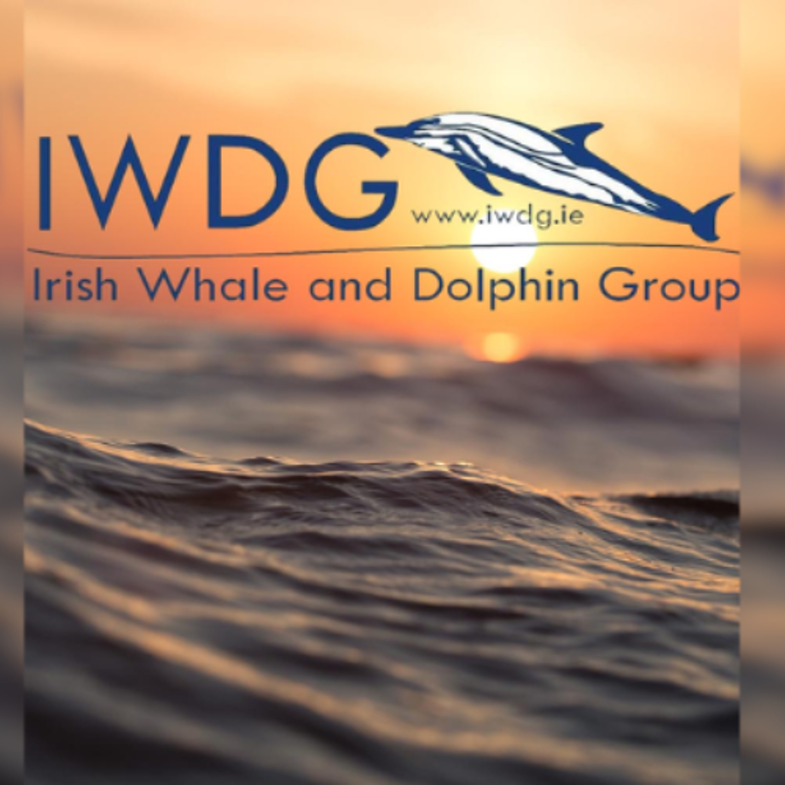 Irish Whale & Dolphin Group To Host Roadshow In Clare
