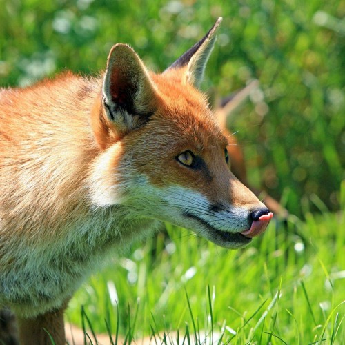 Stream Red Fox calls, Surrey, England, 1970s by The British Library