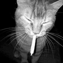 The Amazing Weed Smoking Cat