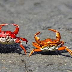 Slow-Mo Crab Fight