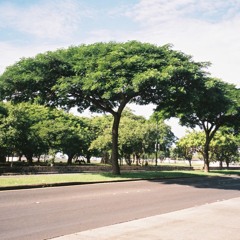 Lauraceae
