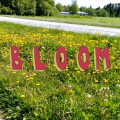 fall asleep as this flower blooms