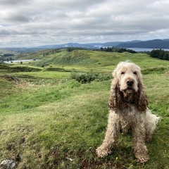Scruffy Little Mountain Dog
