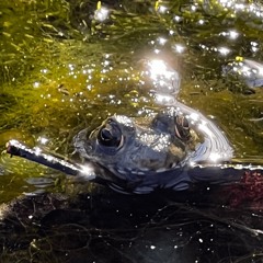 Swampy Frog Neighborhood, Louisiana