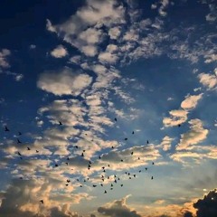 يقول يحبني فأصير طيرًا | أحمد الطبيب.