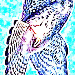 "Kestrel" *SoundCloud Exclusive*