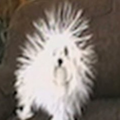 reachingdachikin