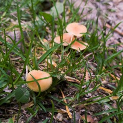 schwammerl_20230519