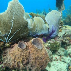 Best Snorkeling In Aguadilla Puerto Rico Prices Reviews