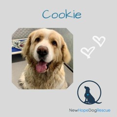 New Hope Dog Rescue Of The Month Cookie Nov 2020