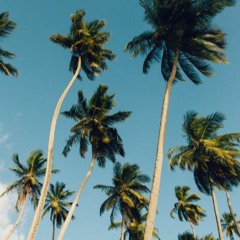 Palm Trees