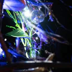 Bushprog/Zenonesque Set