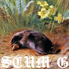 MOLE HOLE