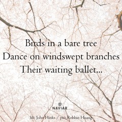 Audio Obscura - The Ballet Of Birds On A Windswept Branch (naviarhaiku476)