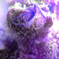 loud 101remix [rodo]