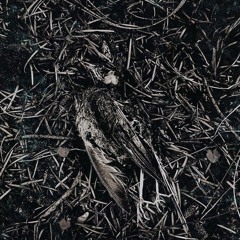 Pardonax - Trepidation [SWAN-189]