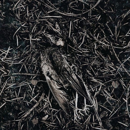 Pardonax - Trepidation [SWAN-189]