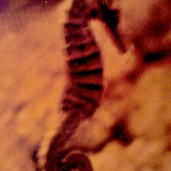 Saii