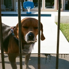 demo 9 "Funny Dog"