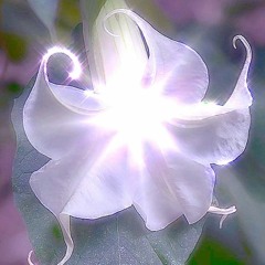 zephyr's flower [-]
