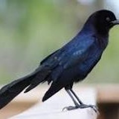 Boat-Tailed Grackle