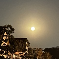 saint laurent veil x emmettkurth.mp3