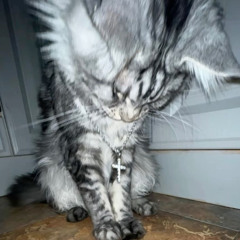 MEOWMIX [VOL 6]