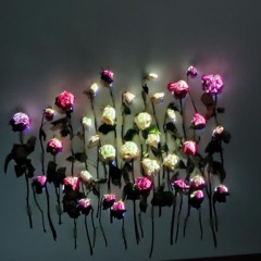 numb bloom