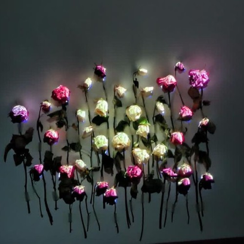 numb bloom