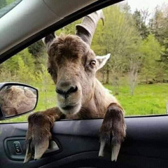 DOUBLE CUP ( FT . LUH DIGGA )