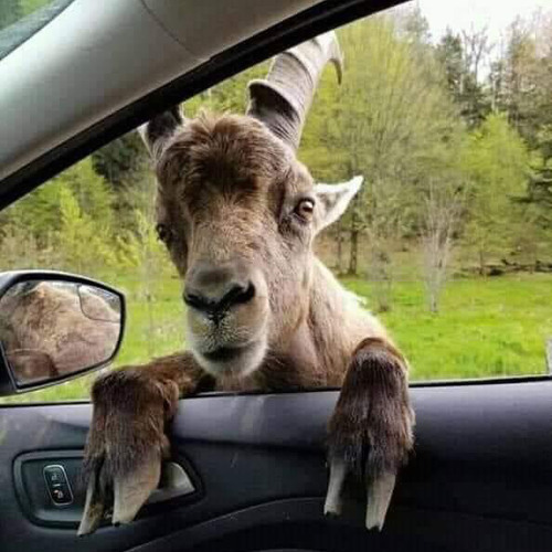 DOUBLE CUP ( FT . LUH DIGGA )