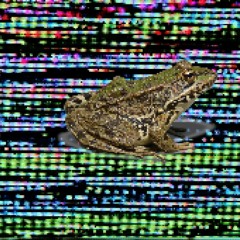 frog.