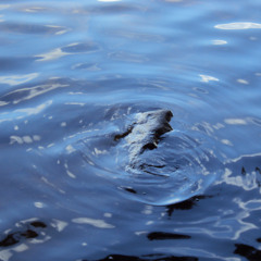 Aquatic Hologram
