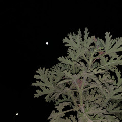 انشودة هـذا عمـر(  بن الخطـاب)..  لن يطول الظلام نحن فينا عمر - المنشد أبو علي