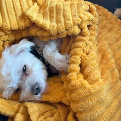 01 Sunny Sunday House Vibes