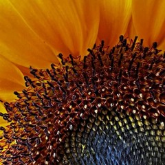 Sommer - Konny Kleinkunstpunk - Interpretation