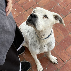 Why you should use Positive Reinforcement in dog training