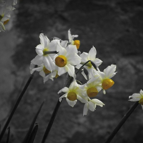 Spring Mix by Mizoo (Arlette Records)