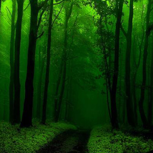 🌲🌲🌲🌲