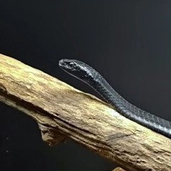 boomslang