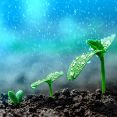 it takes rain to grow and im in a flood