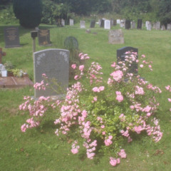 all the Tears a Heart must Cry