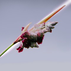 Tirich Mir