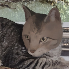 My cats don't know why I'm crying