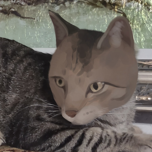 My cats don't know why I'm crying