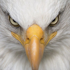 Noisulli Retro  16.08.2025