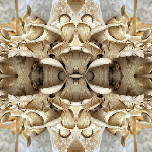 Mirrors