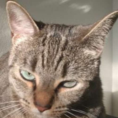 Stream Tangerine (Glass Animals) Vs Hotline Bling (Drake) (2) by Jade