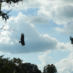 look at this sick ass bird in my yard